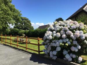 a large bush of flowers on a fence at Rooms At Greystoke in Criccieth