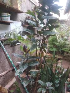 a bunch of plants in a garden at Urban-den in Kampala