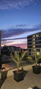 two palm trees in pots on a balcony at night at Cedrino suite apartment in Cagliari