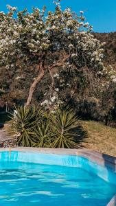 a blue swimming pool with a tree in the background at Agriturismo Missanega in Monterosso al Mare