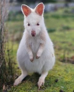 a white dog is standing on the grass at Bruny Island Holiday Park in Adventure Bay