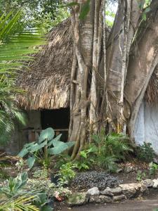 a house with a thatch roof with a tree at Orika del Mar Hotel in Isla Grande +64 photos