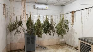 a room with a bunch of plants hanging from a wall at Muangkham Peaceandlove Farm in Ban Doi Hang