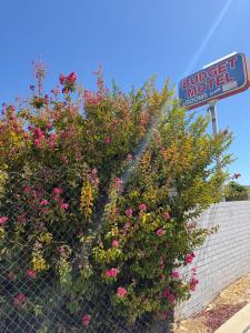 a bush of flowers on a fence next to a sign at Budget Motel in Midland Junction