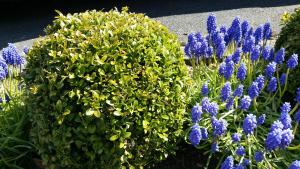 Zahrada ubytování Orchidee Altenau