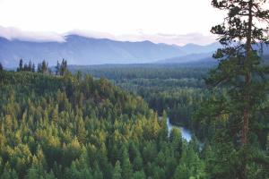 a view of a forest of trees and a river at Suncadia Resort in Cle Elum