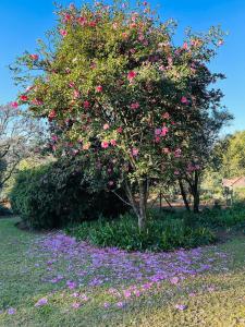 a tree with pink flowers in a field of flowers at Briar & Bloom 1 in Hilton