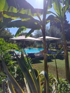 a pool in a garden with a umbrella at Relais La Canfora in Rome