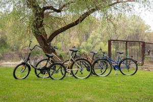 a group of bikes parked next to a tree at PART II apartman in Tiszaug
