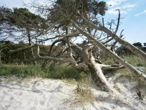 a tree on top of a sandy beach at Deichkoje 06 in Prerow +1 photo