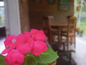 a pink flower sitting on top of a table at Chalé Guaíras in Mulungu