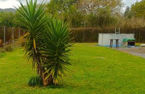a palm tree sitting in a grassy yard at My Reyna in San Miguel