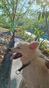 a white dog with its mouth open on a sidewalk at APKA ECOvillage in Trichūr
