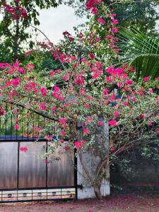a fence with pink flowers on top of it at Aurena Stays Varkala in Varkala