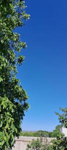 a blue sky seen through the branches of trees at Lo de Ine in La Cumbre