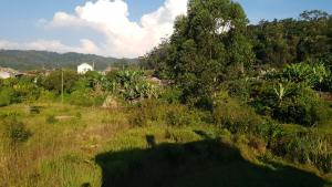 a field of grass with trees and houses in the background at Chez Rasoa Andasibe in Moramanga +35 photos