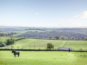 two horses standing in a field of green grass at Welcome Cottage in Woolfardisworthy