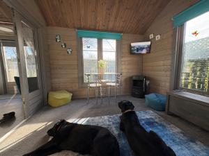 two dogs laying on a rug in a room with windows at Daisy Cabin in Kincardine OʼNeil