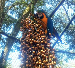 a parrot sitting on top of a bunch of fruits at Ecos Jatobá - Refúgio à 12 km do Santuário de Aparecida in Guaratinguetá +59 photos