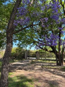 a tree with purple flowers in a park at Loto San Lorenzo Studio I balcón, vista cerros y piscina in San Lorenzo +20 photos