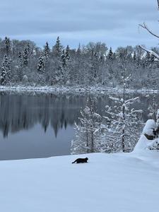a black cat walking in the snow next to a lake at Havre du Lac Montagnais in Saint-Fulgence +9 photos