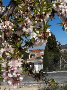 a tree with pink flowers in front of a street at FINCA EL OLIVAR Casa Rural in Los Corrales