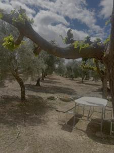 a picnic table under a tree in a field at FINCA EL OLIVAR Casa Rural in Los Corrales