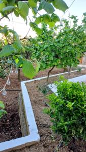 a row of trees in a garden at Villa Albano in Delvinë