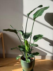 a green plant in a pot sitting on a table at Appartement calme et lumineux au cœur d'Arles in Arles