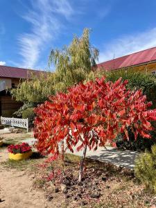 a tree covered in red flowers in a yard at AltynAi Guest House in Cholpon-Ata