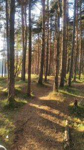 a forest of trees with a dirt trail through it at Leilighet i Lyngdal in Lyngdal +4 photos