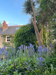 a garden with purple flowers in front of a house at SPRING GARDENS B&B in Wadebridge