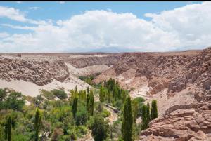 a group of cyprus trees in a canyon at Oasis terrenal Toconao in Toconao +6 photos