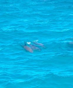 Ein Delfin schwimmt in einem Becken mit blauem Wasser in der Unterkunft Zafeer in Hurghada