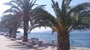 een rij palmbomen en een bankje naast het water bij Brig Apartments in Živogošće
