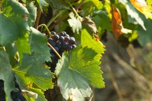 Vonkajšia záhrada v ubytovaní Podere San Lorenzo
