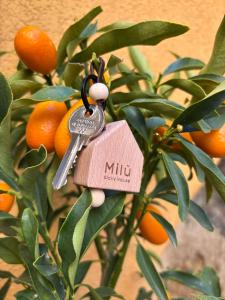 a bunch of orange trees with a keys on a tree at MiLù Sicily House in Modica