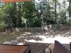 a white dog standing in front of a fence at Chalet dans le camping l'Orée des Landes à Onesse et Laharie in Onesse-et-Laharie