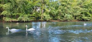 three swans swimming in a river with trees in the background at La cabane au bout du Thérain in Herchies