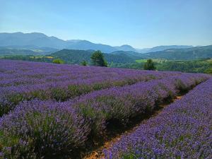 a field of lavender with mountains in the background at Hôtel Restaurant L'Orée du Vercors in Montmaur-en-Diois