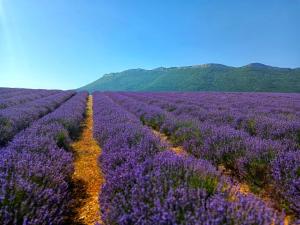 an overhead view of a lavender field with two roads at Hôtel Restaurant L'Orée du Vercors in Montmaur-en-Diois +3 photos