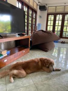 a dog laying on the floor in front of a tv at Coco Drift Hostel Hiriketiya in Hiriketiya
