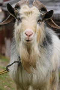 a goat is wearing a collar and wearing a leash at Bob's house in Kameoka