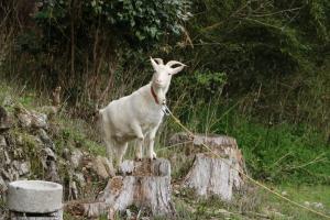 a goat tied to a rope on a tree stump at Bob's house in Kameoka