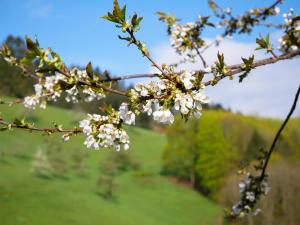 a branch of a flowering tree with a field in the background at Bühlbauernhof in Bad Peterstal-Griesbach