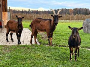 three goats standing in a field of grass at Wohnung beim Obsthof in Meckenbeuren