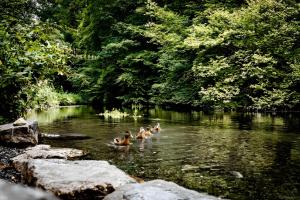 a group of people swimming in a river at Fewo Waldfeeling in Brilon