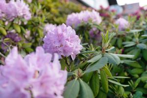 a bunch of pink flowers in a garden at Ferien Am Weinberg in Kappelrodeck