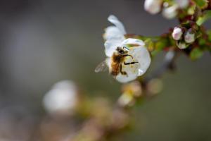 eine Biene fliegt um eine weiße Blume in der Unterkunft Albnest in Mössingen + 2 Fotos