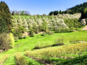 a green field with white trees on a hill at Wellehof in Oberkirch